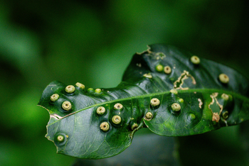 Koroi Forest Camp: Schildläuse