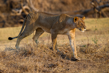 Lion Camp Lion Camp: Löwin