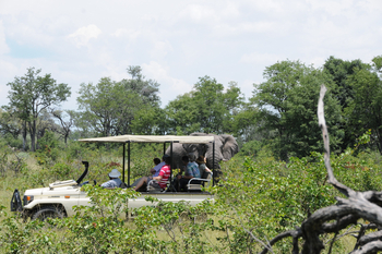 Macatoo Camp: Game Drive