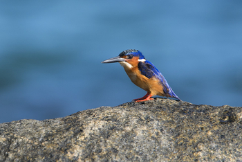 Masoala Forest Lodge: Malachiteisvogel