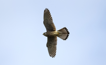 Meru Vann: Bussard im Flug