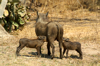 Mukambi Fig Tree Bush Camp: Warzenschweinfrischlinge
