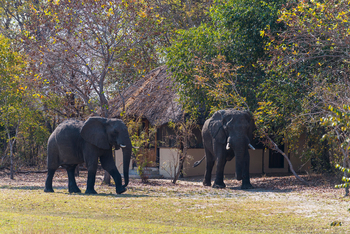 Nanzhila Plains Camp: Elefanten vor dem Camp
