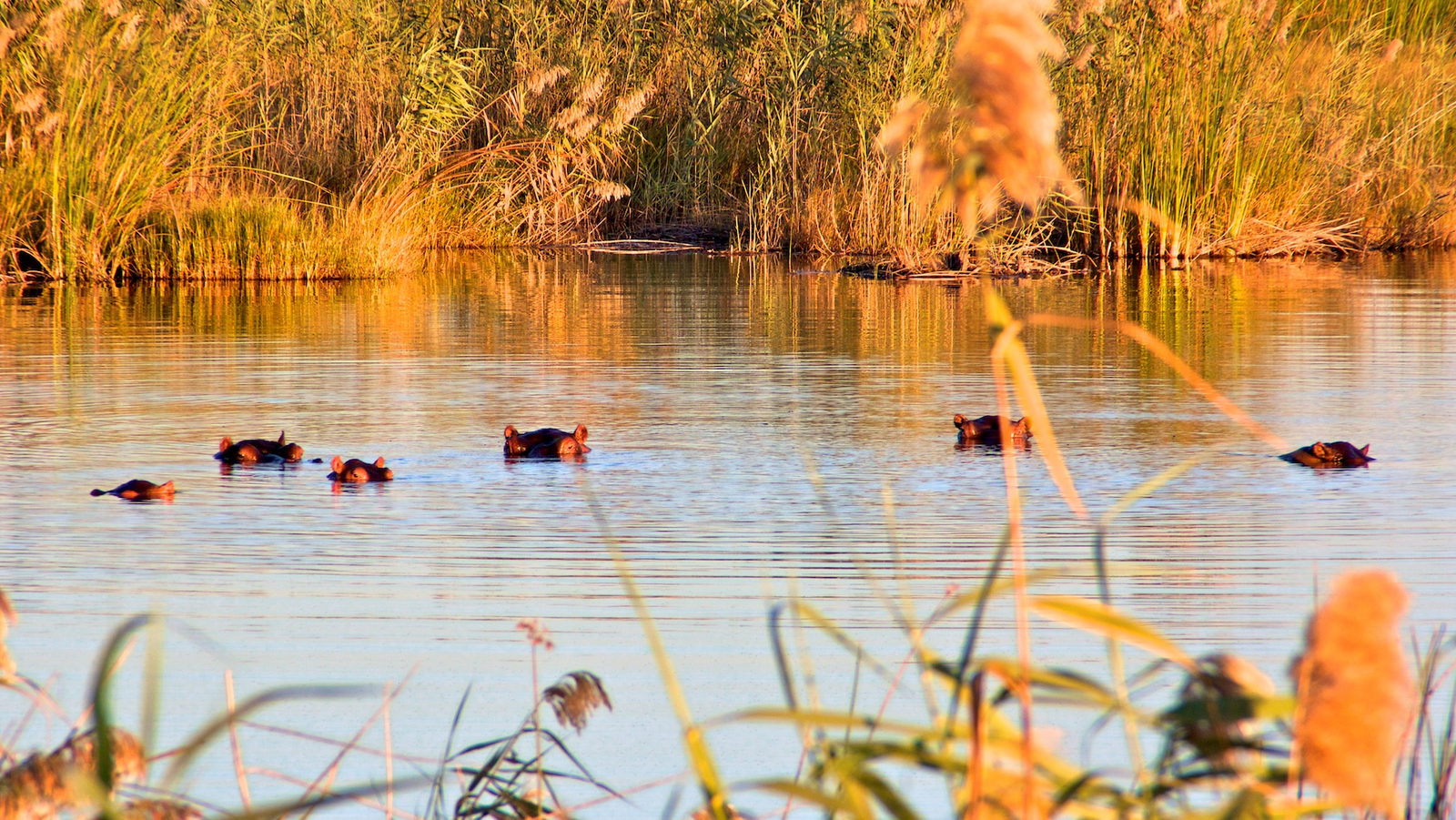 Nkasa Lupala Tented Lodge Nkasa Lupala Tented Lodge: Nilpferde
