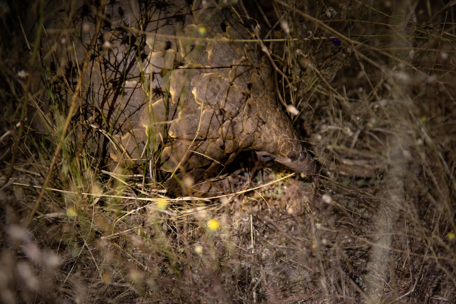 Okonjima Plains Camp Okonjima Plains Camp: Schuppentier