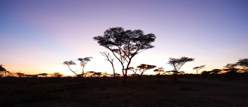 Olakira Migration Camp: Baumsilhouetten