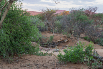 Old Traders Lodge: Leopard