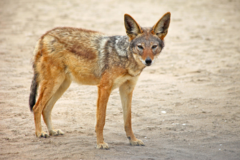 Pelican Point Lodge: Goldschakal
