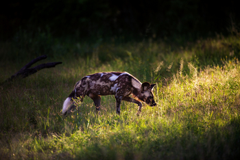 Sable Alley Camp: Wildhund im Licht