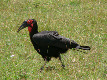 Saruni Mara Camp: Ground Hornbill