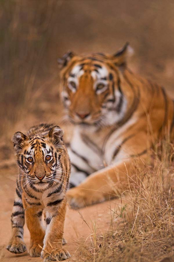 Sawai Vilas: Tigerkätzchen