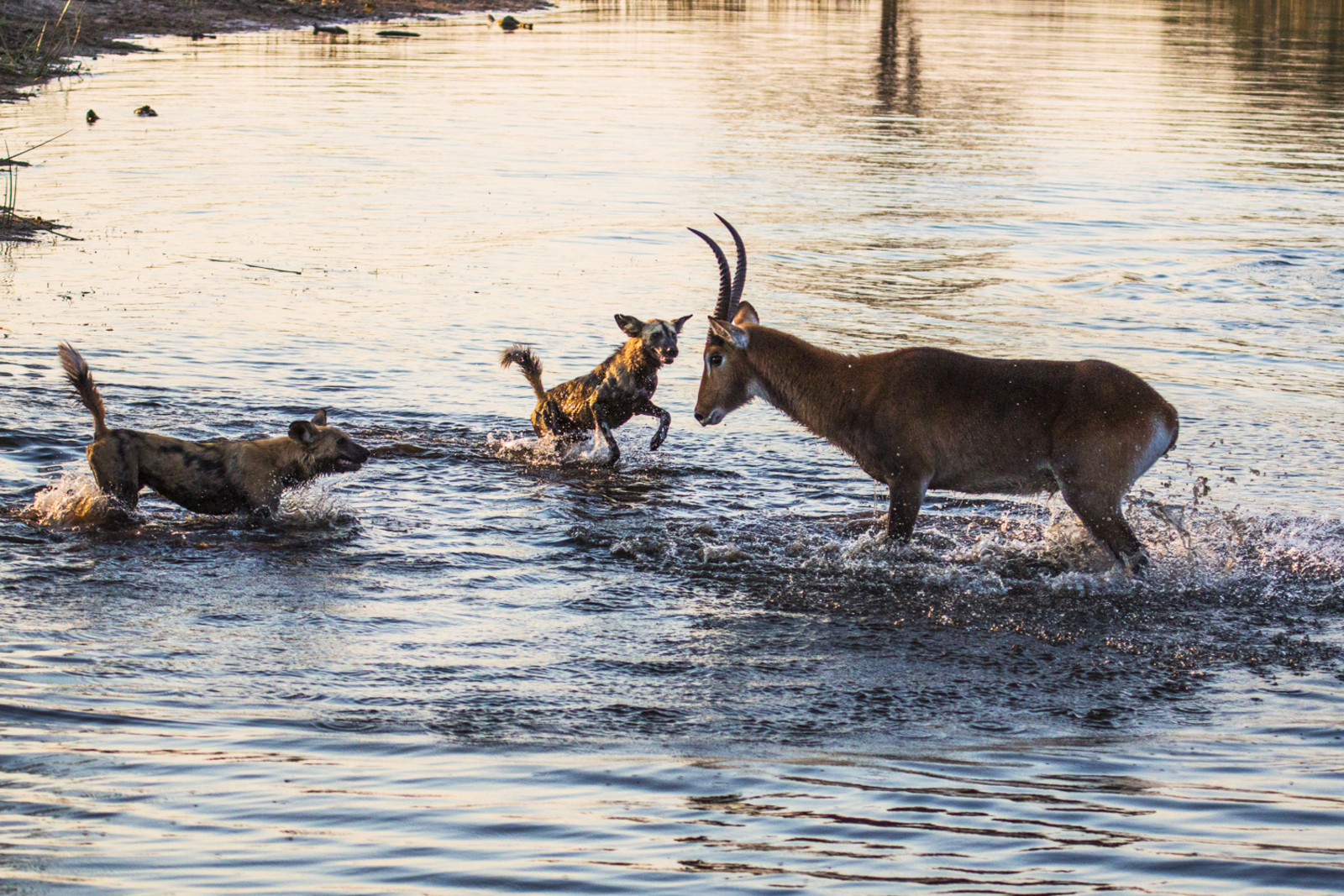 Selinda Explorers Camp Selinda Explorers Camp: Wildhunde attackieren Red Lechwe