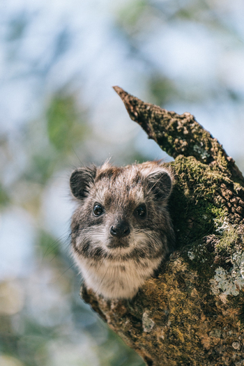 Serian Camps: Schliefer