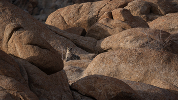 Shan at Uley: Schneeleopard im Granitfel