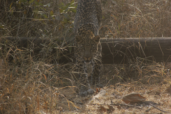 Tathastu Resort Pench: Leopard