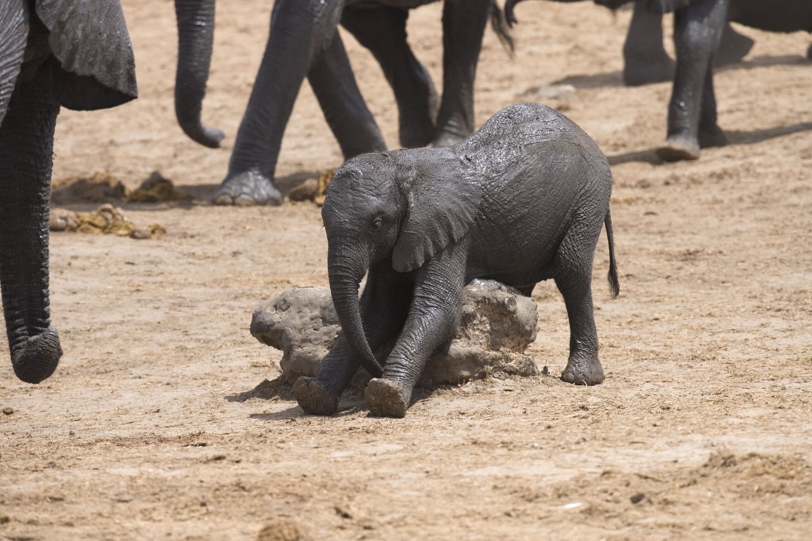 The Hide The Hide: Elefantenbaby