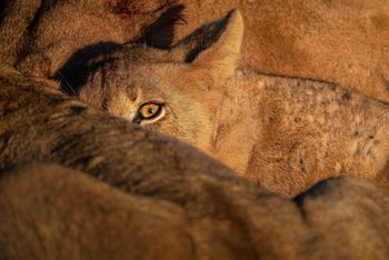 Time + Tide South Luangwa: Löwenauge