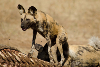 Tlouwana Camp Tlouwana Camp: Wild Dog