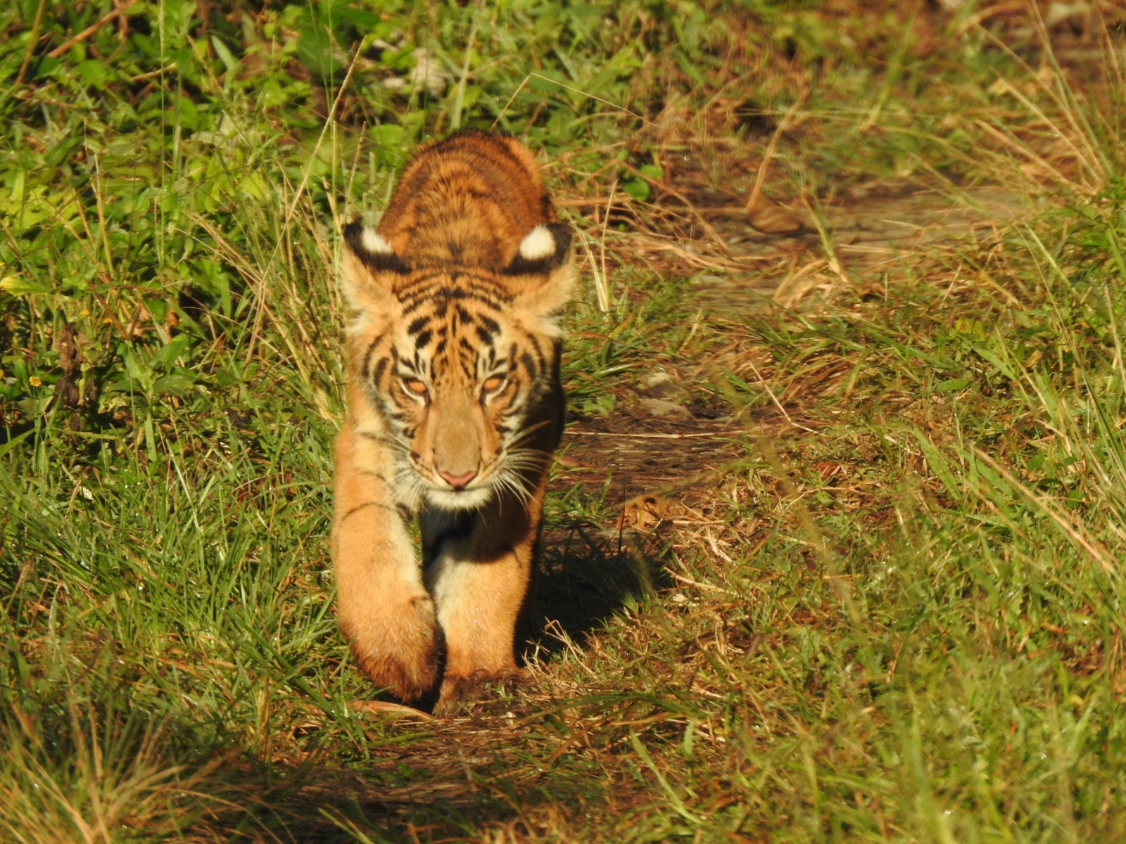 Musa Jungle Retreat Musa Jungle Retreat: Tiger auf der Pirsch