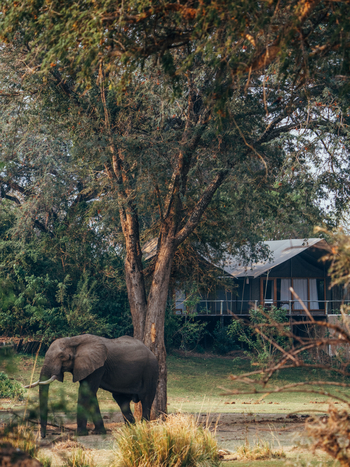 Anabezi Luxury Tented Camp: Elefant vor einem Gästezelt