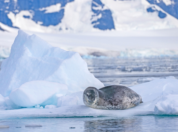 Antarktis: Seeleopard ruhend auf eisiger Scholle