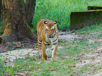 Bagh Villas: Tiger unterwegs