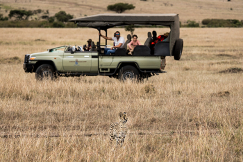 Basecamp Masai Mara: Serval Katze frontal