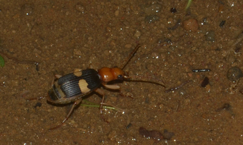 Bombardier Beetle