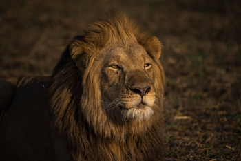 Chisa Busanga Camp Chisa Busanga Camp: Löwe