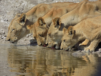 Chobe Princess: Trinkende Löwen
