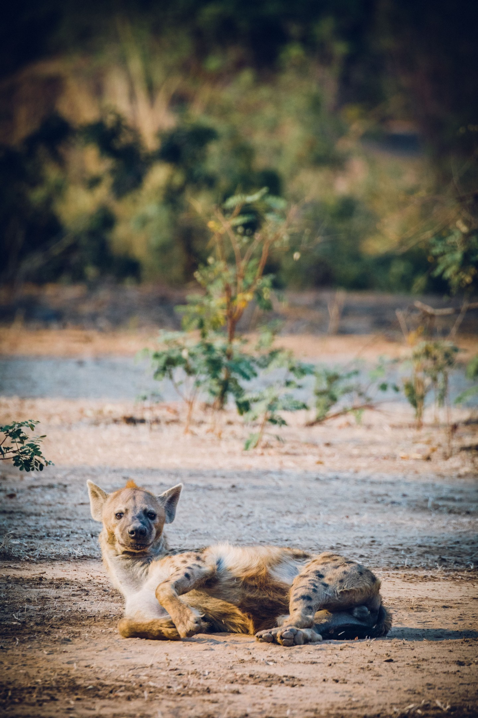 Classic Zambia Safaris Classic Zambia Safaris