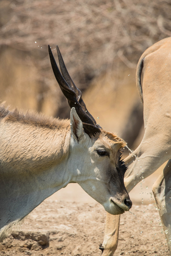 Dinaka Lodge: Elenantiliopen