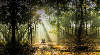 Flame of the Forest Safari Lodge: Game Drive im Halbschatten