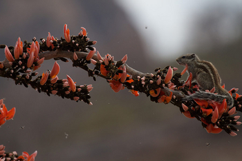 Flame of the Forest Safari Lodge: Pflanze gleichen Namens