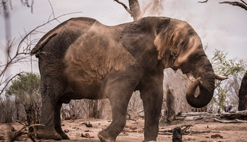 Ghoha Hills Savuti Lodge Ghoha Hills Savuti Lodge: Staubbad