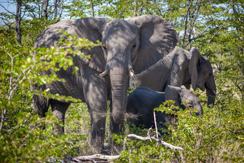 Gomoti Plains Camp: Tiere und Landschaft