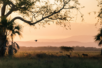 Gorongosa Safaris: Sonnenaufgang