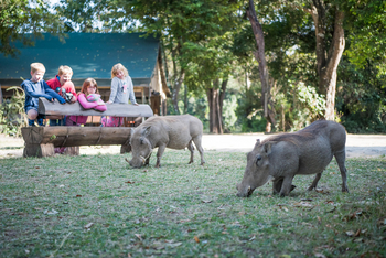 Governors' Camp: Warzenschweine
