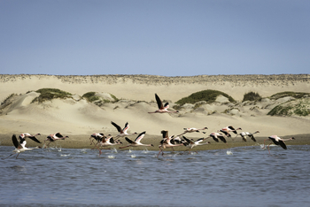 Hoanib Skeleton Coast Camp: Zwergflamingos
