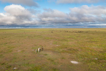 King Lewanika Lodge: Walking Safari