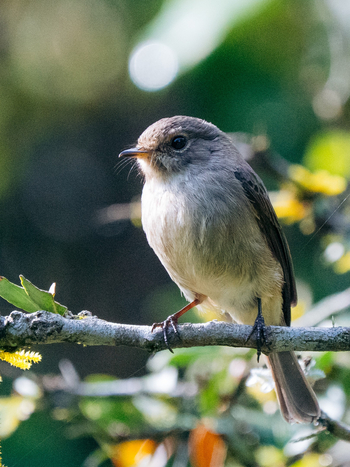 Koroi Forest Camp: Zwergschnäpper