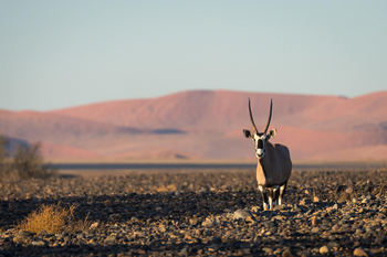 Little Kulala: Gemsbock