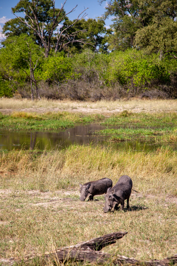 Machaba Camp: Warzenschweine