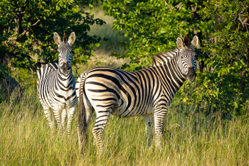 Muddy Teak Camp: Zwei Zebras