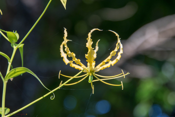 Musangano Lodge: Yellow Flame Lily