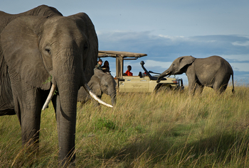 Naibor Camp: Elefanten