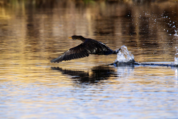 Nambwa Tented Lodge: Kormoran
