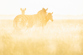 Nata Lodge Nata Lodge: Zebras