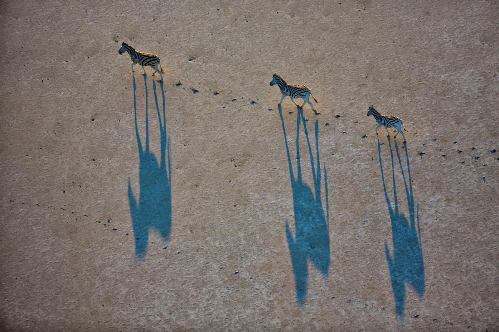 Camp Kalahari Camp Kalahari: Große Wanderung der Zebras