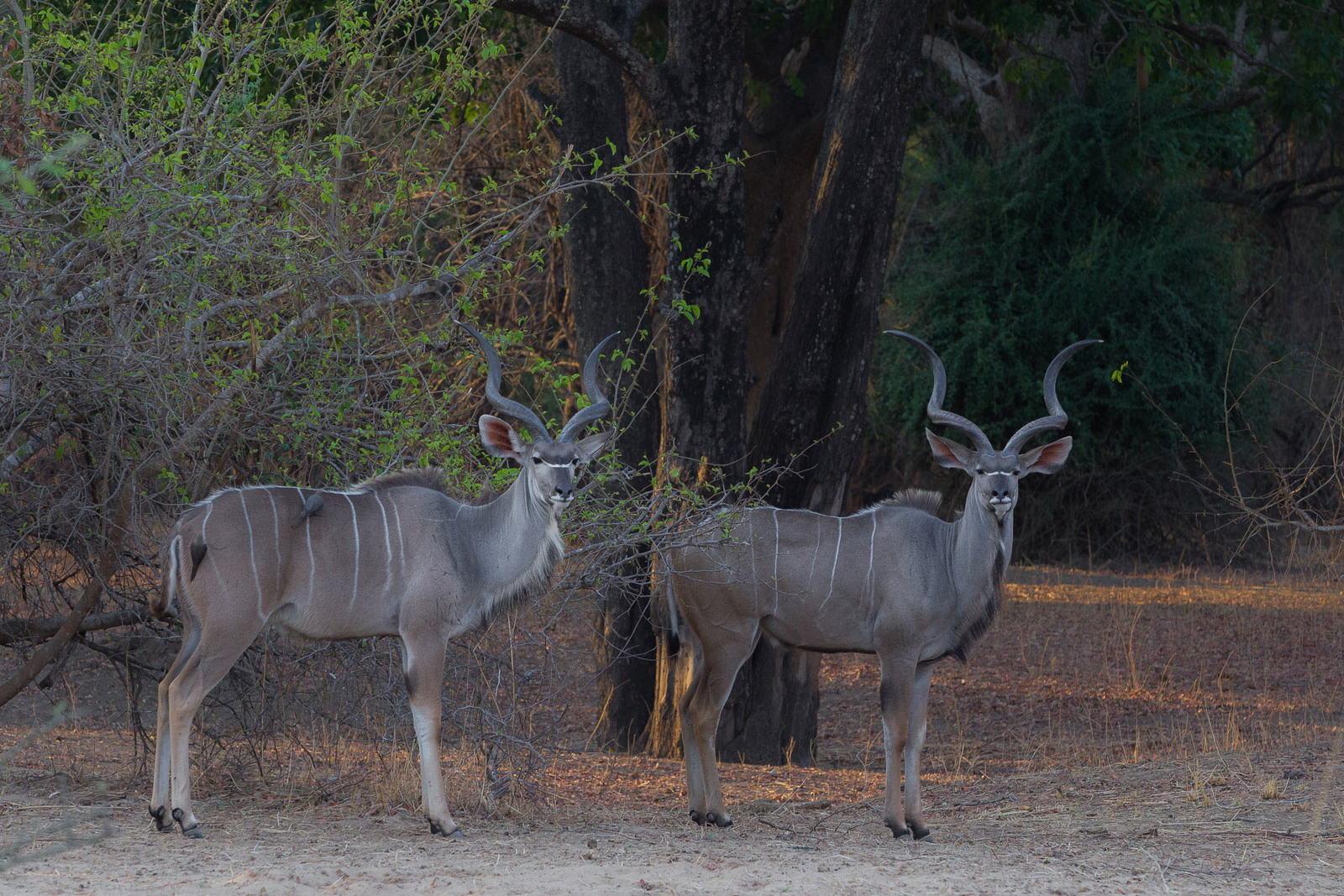 Nkonzi Bush Camp Nkonzi Bush Camp: Kudu-Böcke